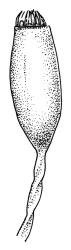 Kiaeria spenceri, capsule, moist. Drawn from G.O.K. Sainsbury 5434, CHR 535054.
 Image: R.C. Wagstaff © Landcare Research 2018 